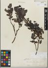 Foto von Salix glabra Scop.